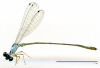 ecimg/Calvertagrion spB-m-w724e25.jpg